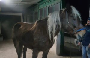 Insolito incontro sulla strada: sfiorato l’incidente