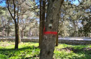 Al via il cantiere dei lavori per la messa in sicurezza del bosco di Castel del Monte