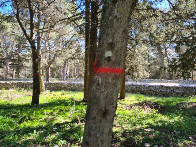Parco dell'Alta Murgia Bosco Castel del Monte 3