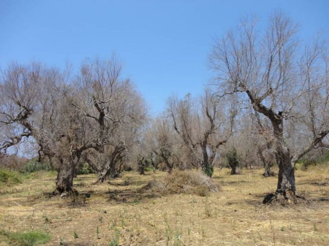 xylella