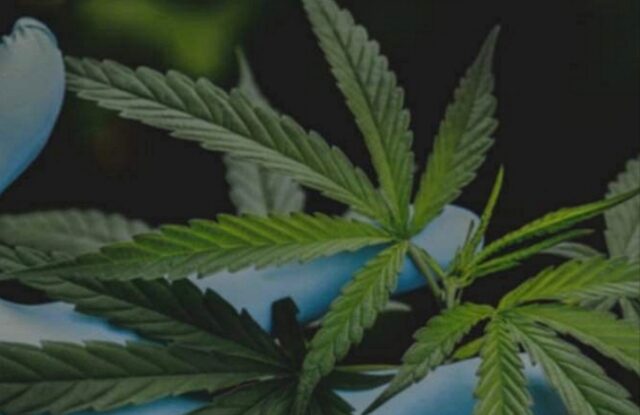 Cannabis falsi miti vere opportunità Conferenza Open Corato