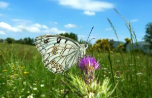 Parco dell’Alta Murgia, “Conosciamo gli insetti impollinatori”: al via una due giorni per la tutela di api e farfalle