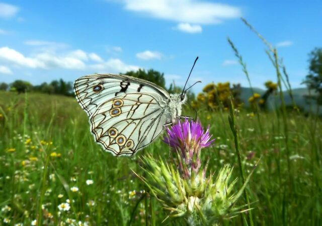 Melanargia Parco dell'Alta Murgia 1
