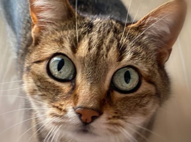 panzerottata beneficenza ENPA Ruvo