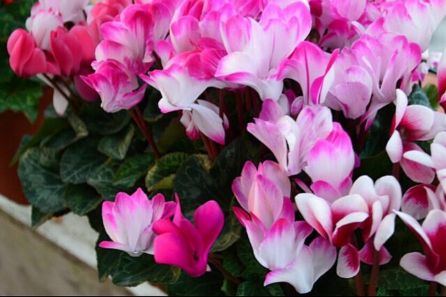 un ciclamino per l'Adisco