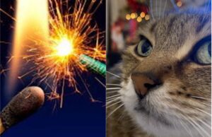 Botti di Capodanno pericolosi per uomo, ambiente e animali: circa 5mila gli animali che perdono la vita