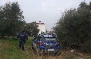 Ladri di olive in azione, sventati due furti