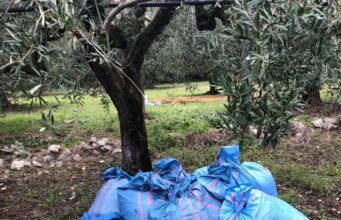 L’oro verde va a ruba. “Agricoltori pronti alle ronde”