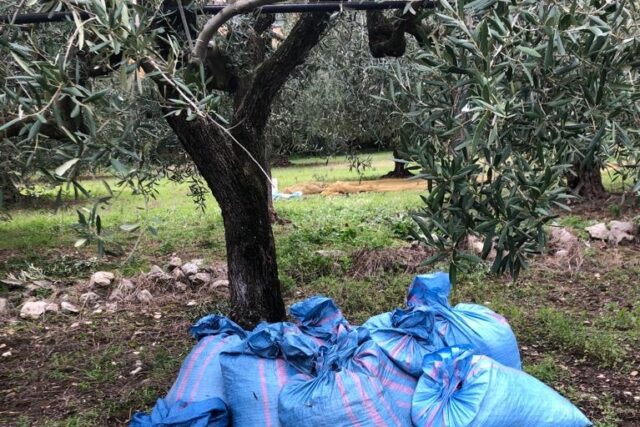 furto di olive