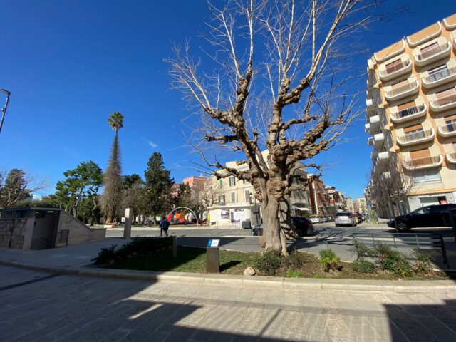 Isola Verde la Montagnola la  Fondazione Cannillo per la salvaguardia Dell ambient