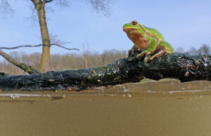 Giornata mondiale delle zone umide. Nel Parco Nazionale dell’Alta Murgia un progetto per custodirle