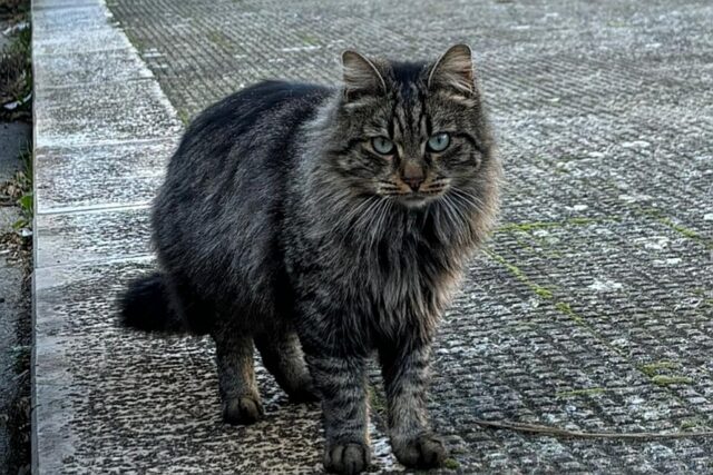 giornata contro l'abbandono degli animali