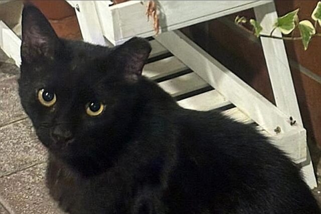 panzerottata di beneficenza gatti randagi