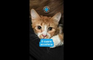 (Video) STOP ai botti: “A Capodanno festeggia senza rumore, é un atto di civiltà per tutelare animali”