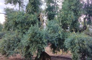 A Corato un corso per la gestione dell’Oliveto allevato a Vaso Policonico