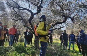 Al via i corsi sulla gestione oliveto e potatura olivo
