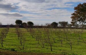 Agricoltura in Puglia: Fratelli d’Italia Corato promuove un incontro pubblico il 1° luglio