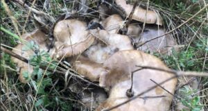 Funghi spontanei sulla Murgia: cardoncelli
