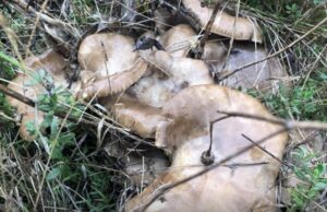 Funghi, a Corato torna il corso di micologia per il rilascio e il rinnovo del patentino Funghi spontanei sulla Murgia: cardoncelli