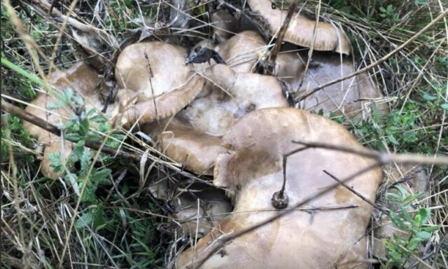 Screenshot Funghi spontanei sulla Murgia: cardoncelli