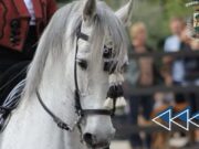 Bitonto celebra la cultura a cavallo: al via la 1ª Sfilata Equestre il 5 ottobre Cavallo Pura Razza Spagnola o Cavallo Andaluso