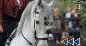 Cavallo Pura Razza Spagnola o Cavallo Andaluso