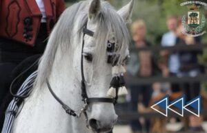 In arrivo la 1ª edizione della ‘’Sfilata Equestre Città di Bitonto”: passione, tradizione e bellezza a cavallo nel cuore della città Cavallo Pura Razza Spagnola o Cavallo Andaluso
