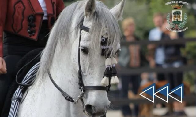 Sfilata Equestre Città di Bitonto Cavallo Pura Razza Spagnola o Cavallo Andaluso