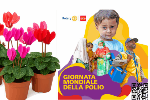 “End Polio Now” Un fiore contro la polio: il Rotary Club Corato in piazza Cesare Battisti per la raccolta fondi