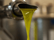 Olio, scandalo finanziario da 180 milioni: UNAPOL chiede chiarezza e tutela per il mercato italiano Olio extravergine d’oliva: crisi e scandalo nel settore oleario