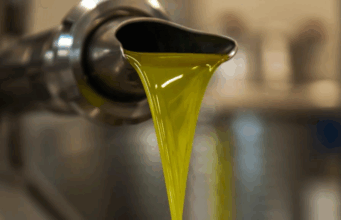 Olio extravergine d’oliva: crisi e scandalo nel settore oleario