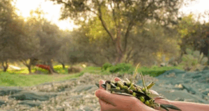 Raccolta olive in un uliveto