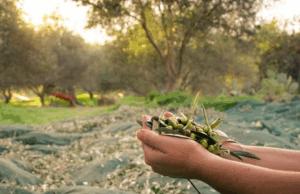 UNAPOL: “Fare chiarezza sul caso Bioliva Med è un atto dovuto verso chi produce onestamente” Raccolta olive in un uliveto