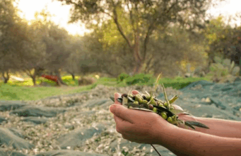Raccolta olive in un uliveto