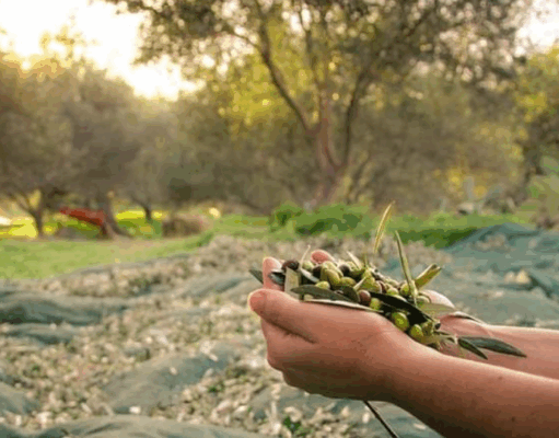 Raccolta olive in un uliveto