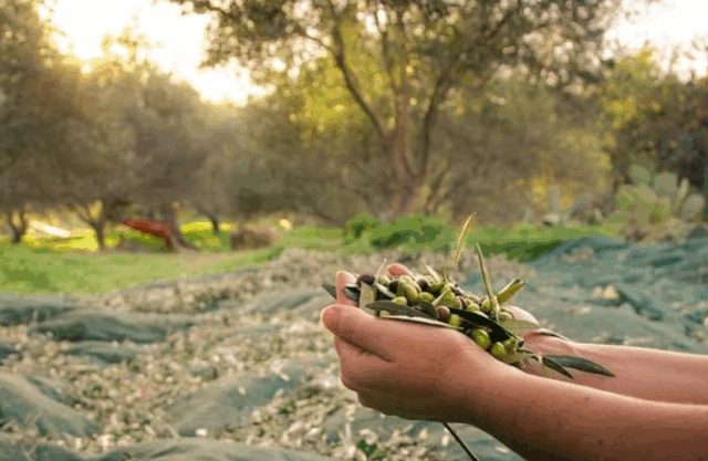 Ulivi e olio Raccolta olive in un uliveto