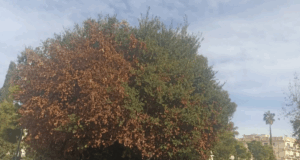 Legambiente celebra La Festa dell’albero