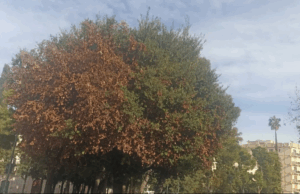 Legambiente celebra La Festa dell’albero