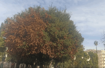 Legambiente celebra La Festa dell’albero