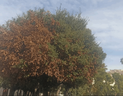 Legambiente celebra La Festa dell’albero