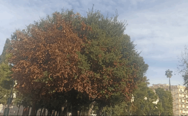 Legambiente celebra La Festa dell’albero