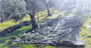 Furto olive a Corato ladro in fuga alla vista della pattuglia della Vigilanza