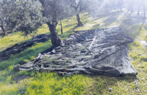 Sorpreso a rubare olive in contrada Difesa Comunale: ladro in fuga Furto olive a Corato ladro in fuga alla vista della pattuglia della Vigilanza