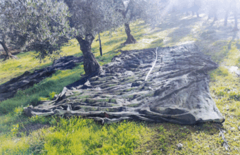 Furto olive a Corato ladro in fuga alla vista della pattuglia della Vigilanza