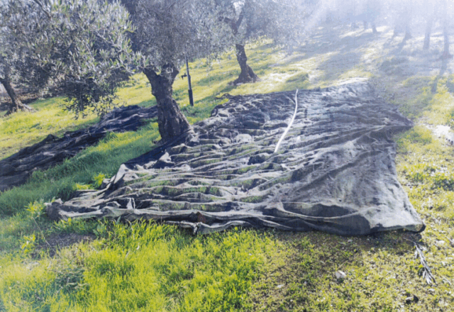 Furto olive Corato Furto olive a Corato ladro in fuga alla vista della pattuglia della Vigilanza