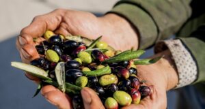 Nasce “Corato Cultivar Bellezza”