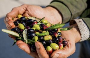 “Corato Cultivar Bellezza”: al via tre giorni di arte, cultura e gusto Nasce “Corato Cultivar Bellezza”