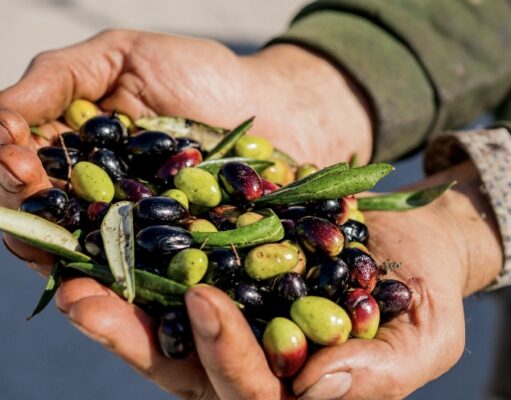 Nasce “Corato Cultivar Bellezza”
