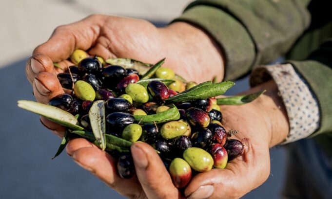 “Corato Cultivar Bellezza”: al via tre giorni di arte, cultura e gusto Nasce “Corato Cultivar Bellezza”
