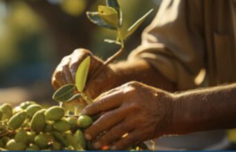 ColtivItalia: a Corato istituzioni e operatori a confronto sul Piano Olivicolo Pugliese